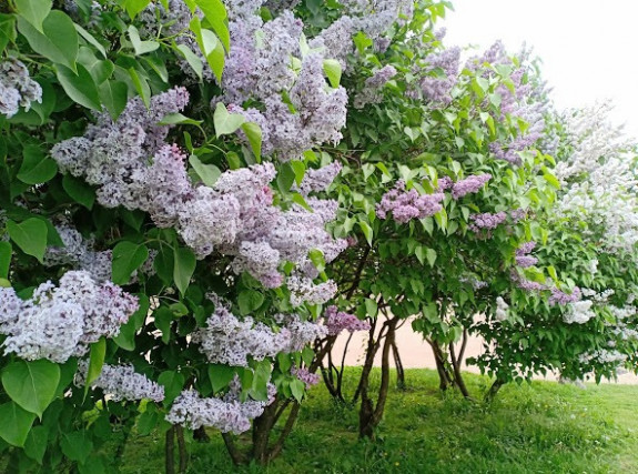 Марсово поле, Парк, наб. Лебяжьей канавки - Санкт-Петербург - Tabler